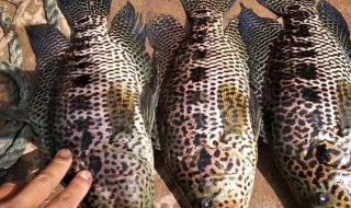 野生淡水石斑鱼